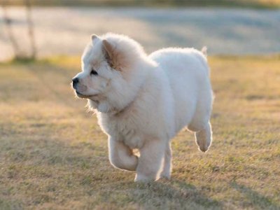 Şirin Chow Chow Yavruları ve Chow Chow İlginç Bilgileri