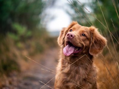 Bir Köpeğin Hamile Olduğu Nasıl Anlaşılır?