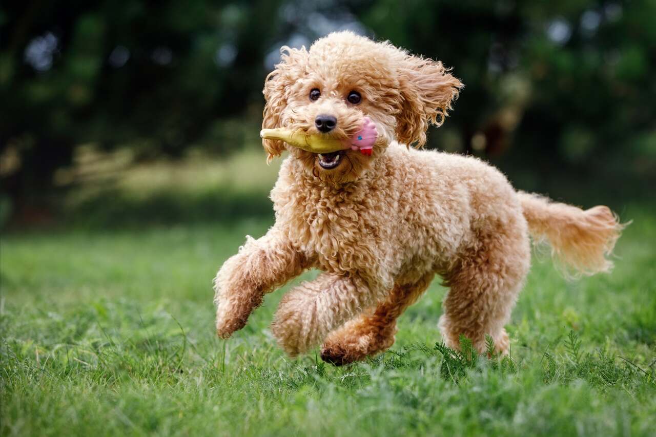 Koşan Toy Poodle