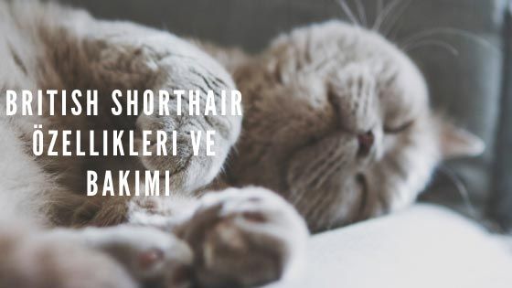 British Shorthair Özellikleri ve Bakımı için Bilmeniz Gereken Her Şey