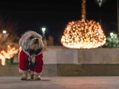 Büyümeyen Köpek Cinsleri ve Bakımları