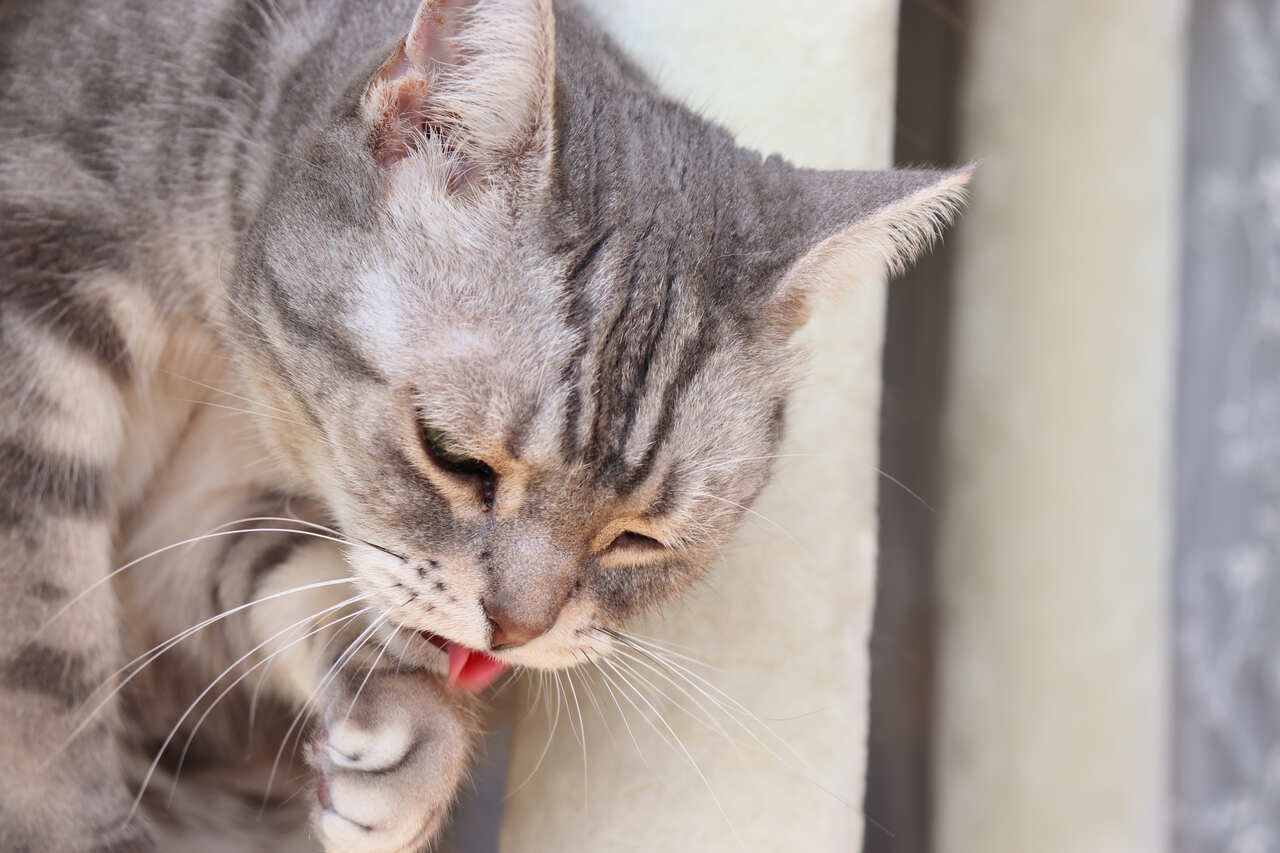 Acil Durumlarda Kedi Nasıl Kusturulur? 3 Yöntem
