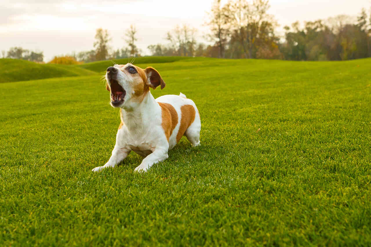 havlayan-jack-russell-terrier