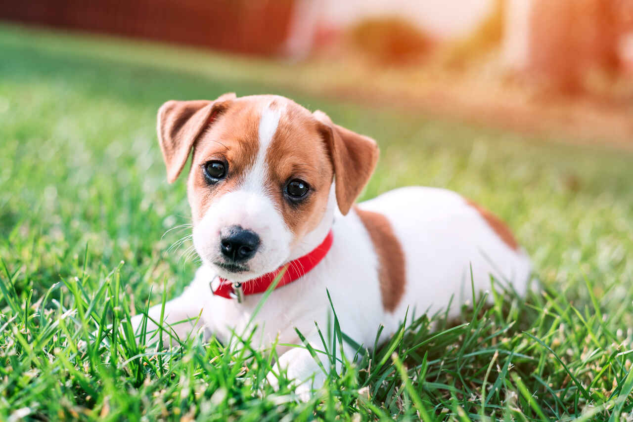 yavru-jack-russell-terriyer