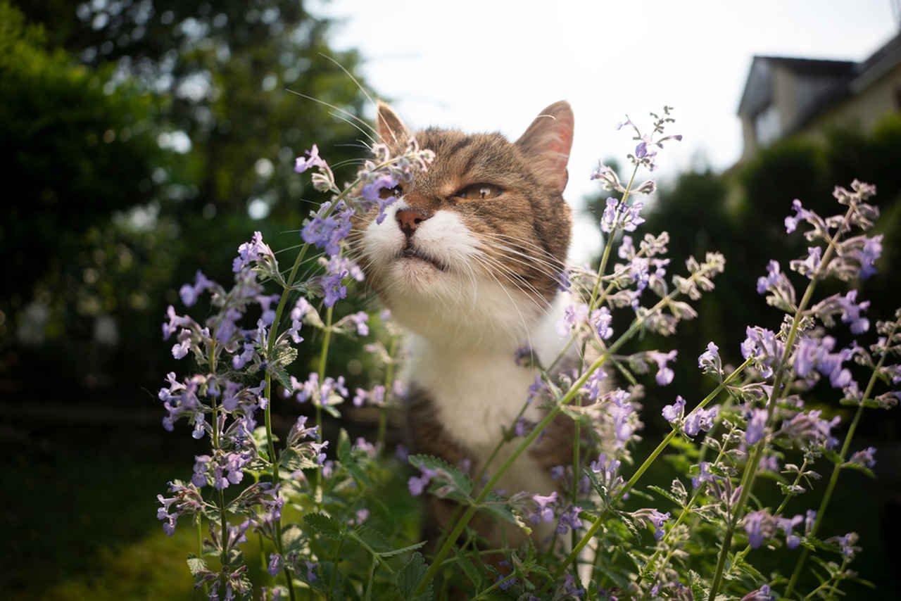 Kedi Otu Kedilerde Ne İşe Yarar?