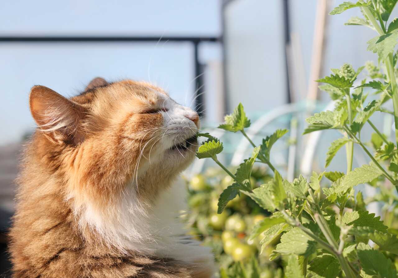 Kedi Nanesi (Catnip) Nedir? Ne İşe Yarar?