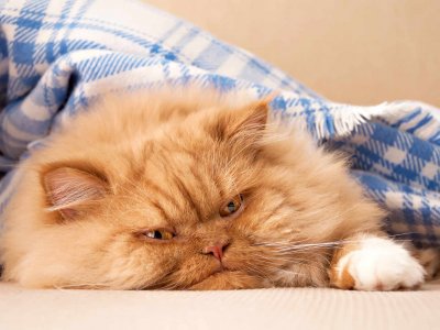 Kedi Yaşı Nasıl Hesaplanır? İnsan Yaşına Göre Kedi Yaşları