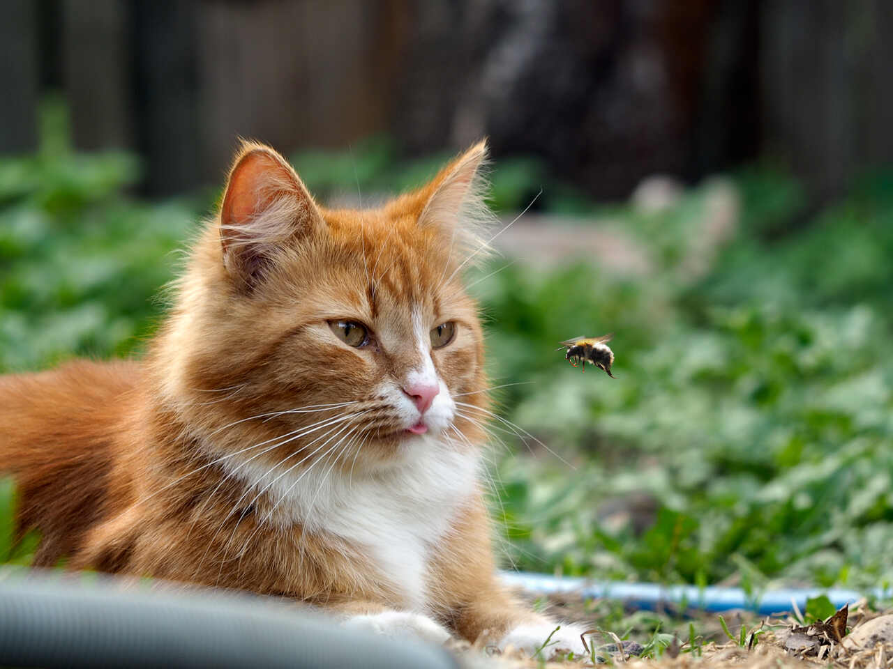 sarı kedi ve arı