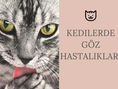 Kedilerde Göz Hastalıkları, Genel Bilgiler ve Tedavi Yöntemleri