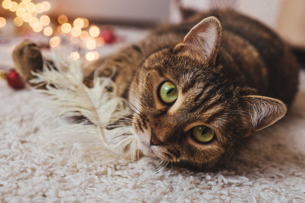 Kedi Kısırlaştırma İşlemine Dair Bilmeniz Gereken Her Şey