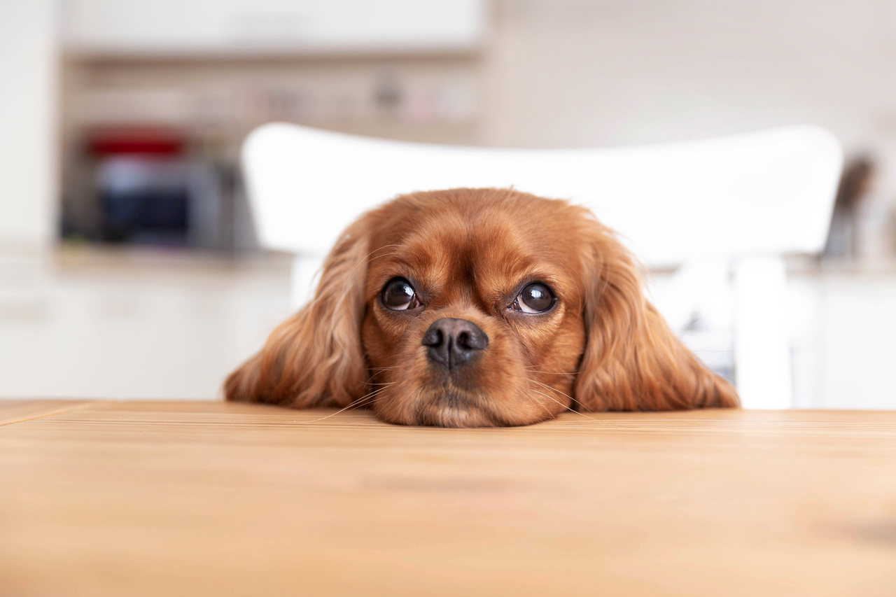 Köpeklerde Mantar Hastalığı ve Tedavisi