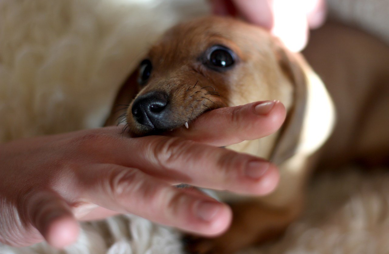 Yavru Köpek Isırması Nasıl Engellenir?