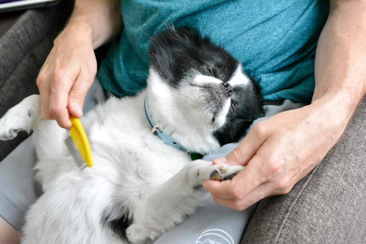 Köpeklerde Tüy Dökülmesi Nasıl Engellenir?