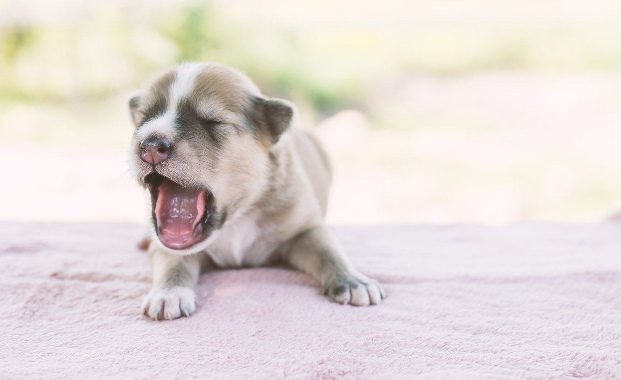 Köpeklerde Epilepsi: Nedenleri ve Tedavisi