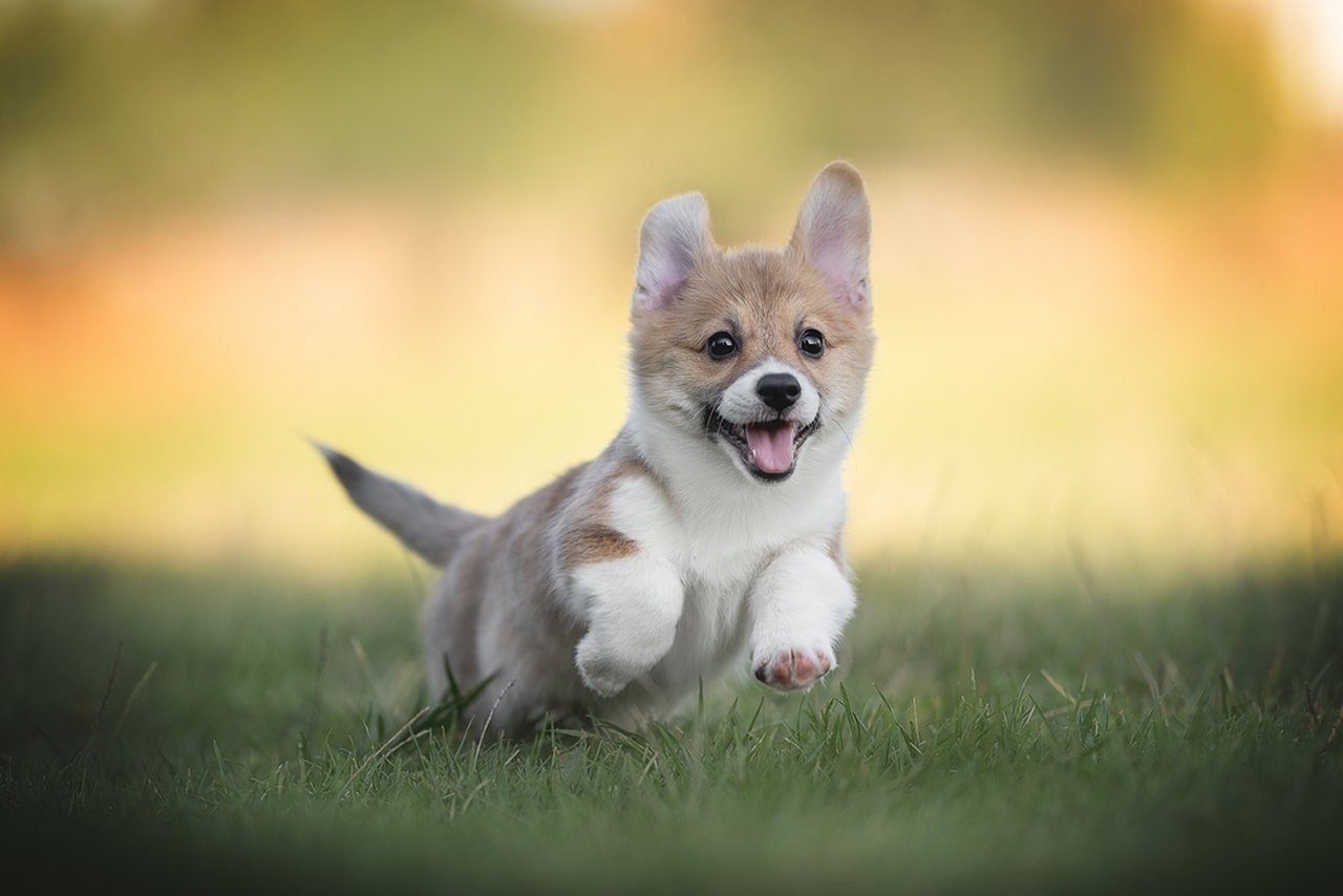 Köpeklerde Keneden Korunma Yolları ve Tedavi Yöntemleri