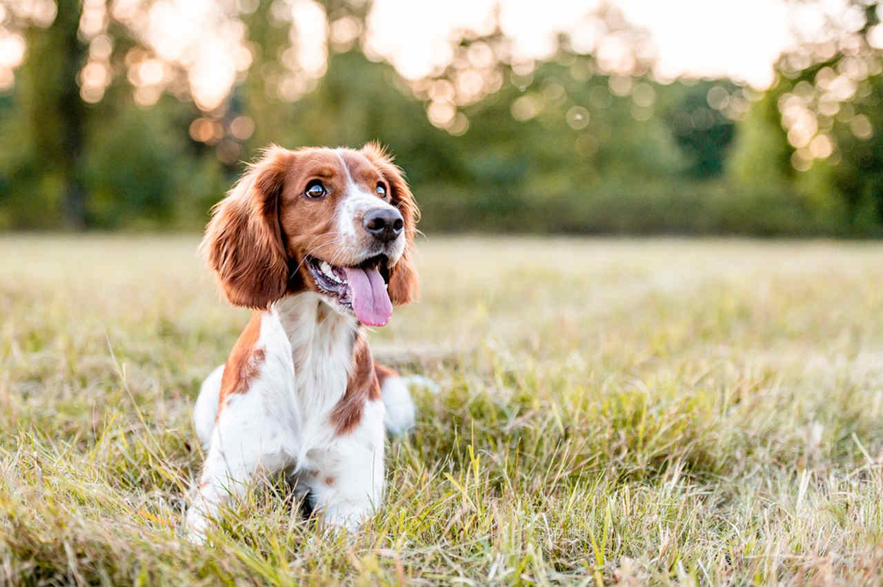 Köpeklerde Kızgınlık Dönemi Hakkında Tüm Merak Edilenler