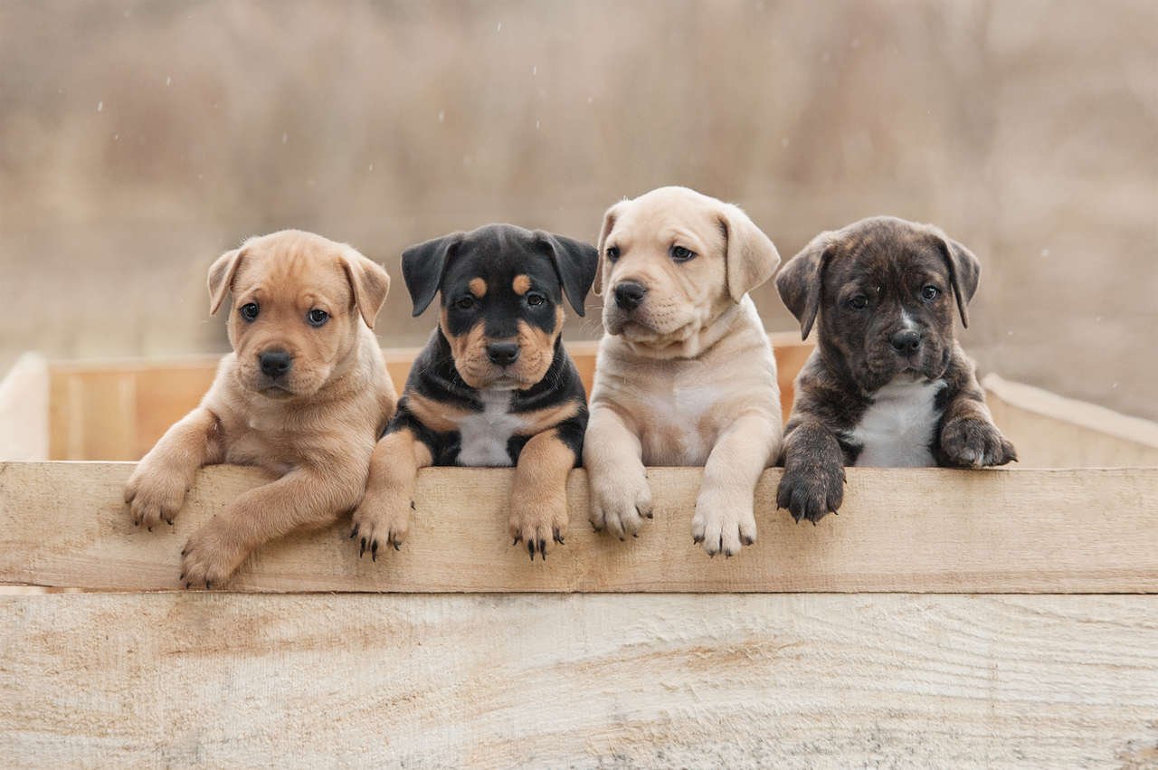 Köpeklerde Kabızlık Belirtileri ve Tedavisi