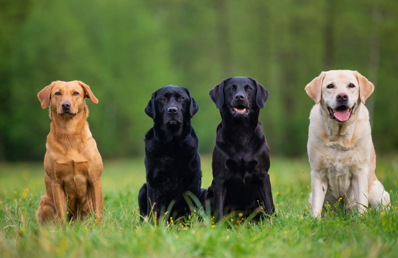 Köpeklerin En İlginç Özellikleri