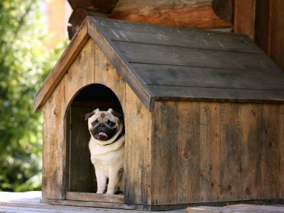 Can Dostunuz İçin Adım Adım Köpek Kulübesi Yapımı