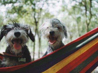 Köpek Patisi ve Tırnak Bakımı Nasıl Yapılır?