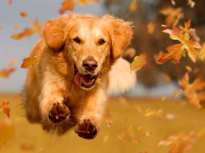 Köpek Yaşı Hesaplama Rehberi