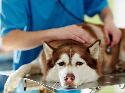 Köpek Zehirlenmesi Belirtileri ve Yapılması Gerekenler