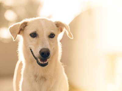 Köpeklerde Deri Hastalıkları ve Tedavileri