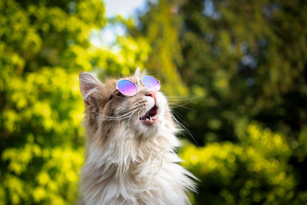 Kedi ile Yolculuğa Çıkmadan Önce Bilmeniz Gerekenler