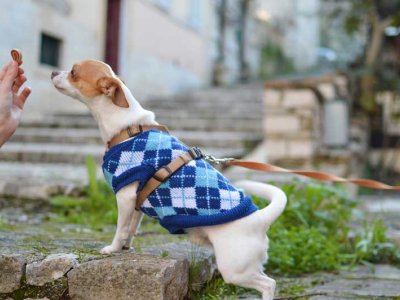 Küçük Köpek Cinsleri ve Bakımları