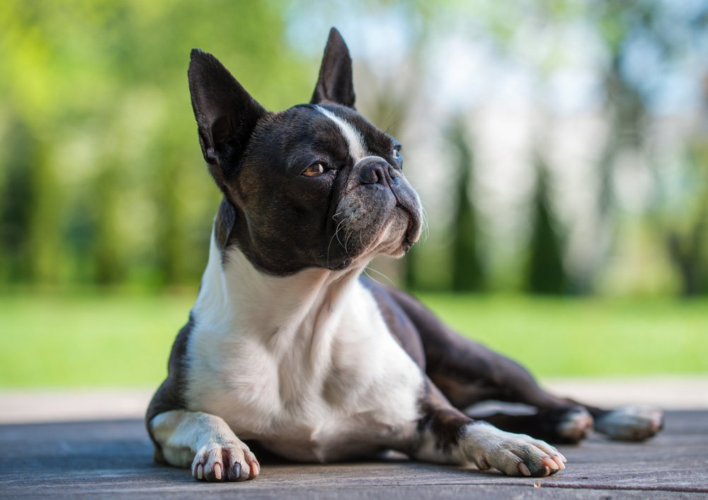 Köpeklerin Kulakları Neden Kesilir?