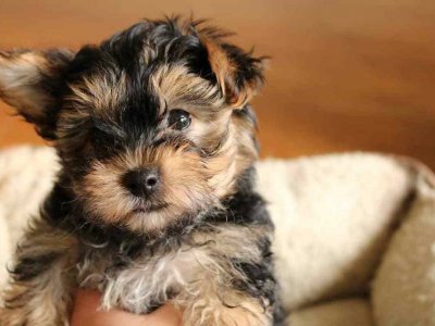 Maltese Terrier Özellikleri, Karakteri ve Bakımı