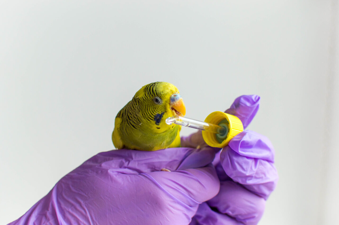 Muhabbet Kuşu Hastalıkları, Belirtileri ve Tedavi Yöntemleri