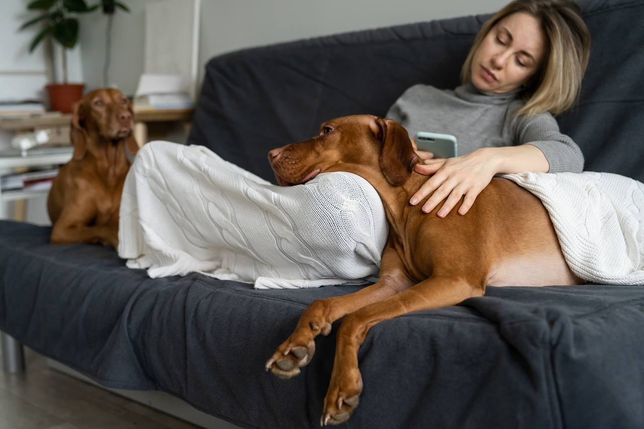 Köpeğinizin Mutsuz Olduğunu Gösteren 8 Belirti