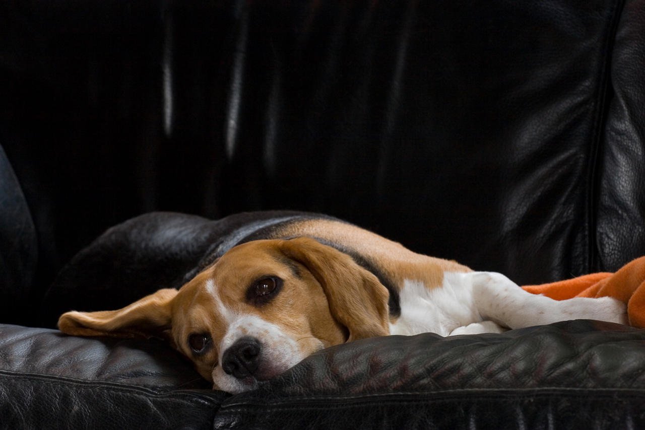 Köpeklerde Öksürük Nedenleri ve Tedavi Yöntemleri