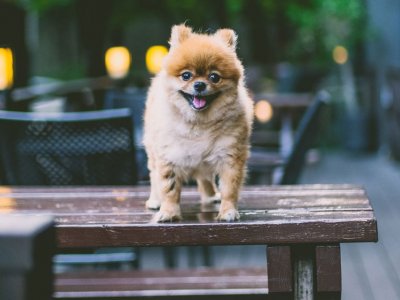 Minik ve Şirin Pomeranian Boo Özellikleri