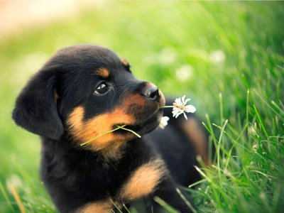 Rottweiler Özellikleri, Karakteri ve Bakımı