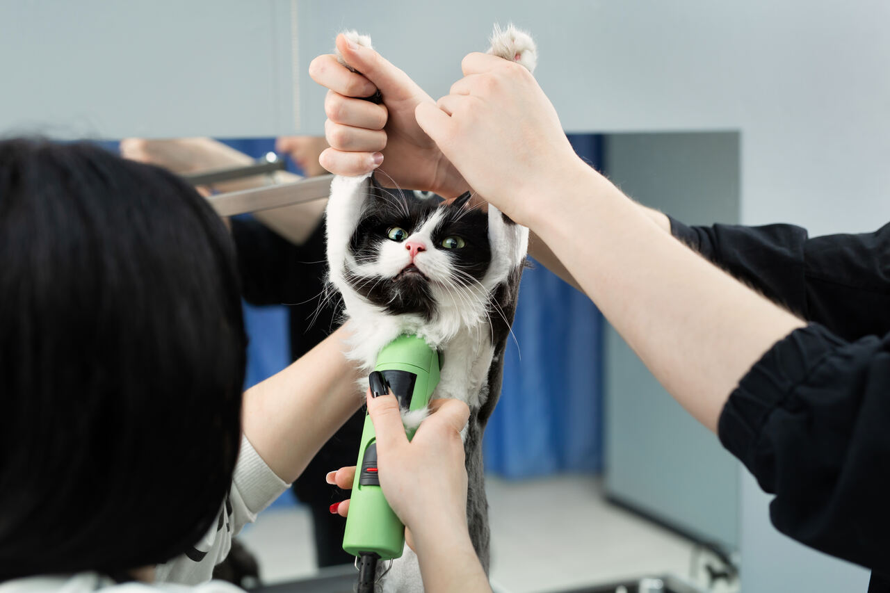 Kediler Tıraş Edilmeli mi? Kedi Tıraşı Hakkında Her Şey