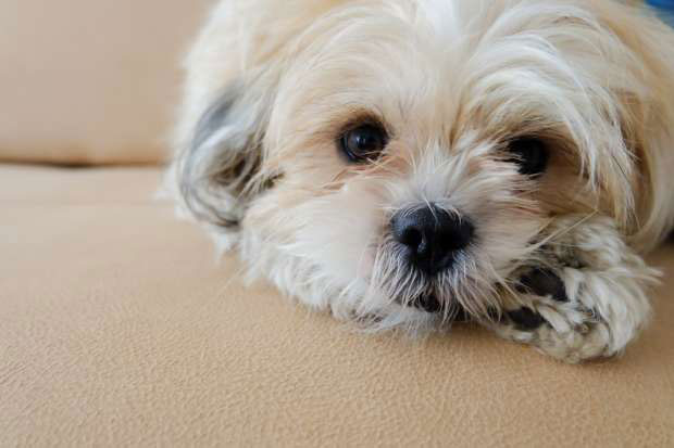 Tüy Dökmeyen Köpekler ve Bakımları