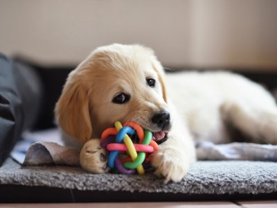 Golden Retriever Özellikleri, Karakteri ve Bakımı