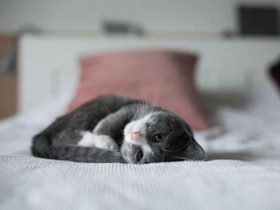 Yavru Kedi Nasıl Beslenir: Miktar, Yöntem ve Yemek Bilgileri