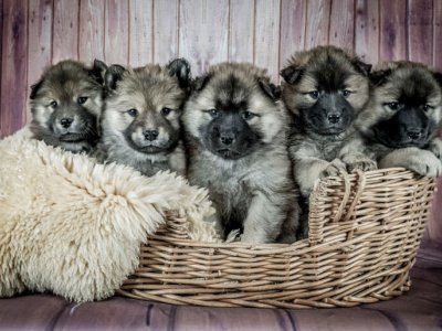 Yavru Köpek Ne Yer? / Yavru Köpek Beslenme Tablosu