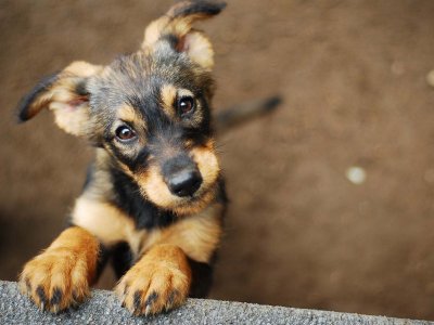 Köpekler Dünyayı Nasıl Görür?