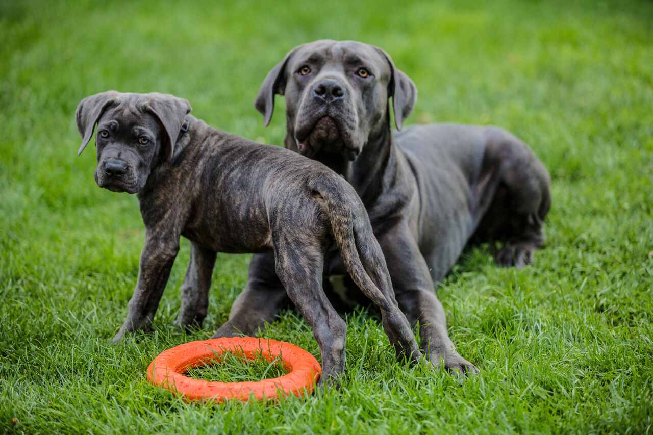 Cane Corso (İtalyan Mastif) Özellikleri ve Bakımı