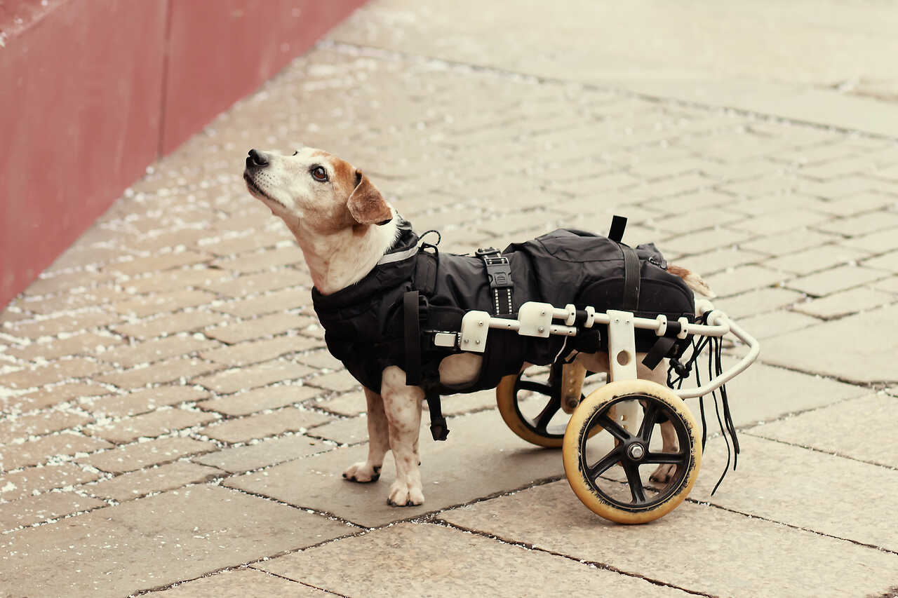 Köpeklerde Felç: Sebepleri, Belirtileri ve Tedavi Yöntemleri