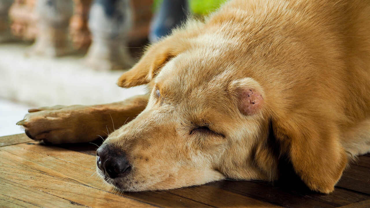 Köpeklerde Cilt Kanseri Nedir? Belirtileri ve Tedavisi