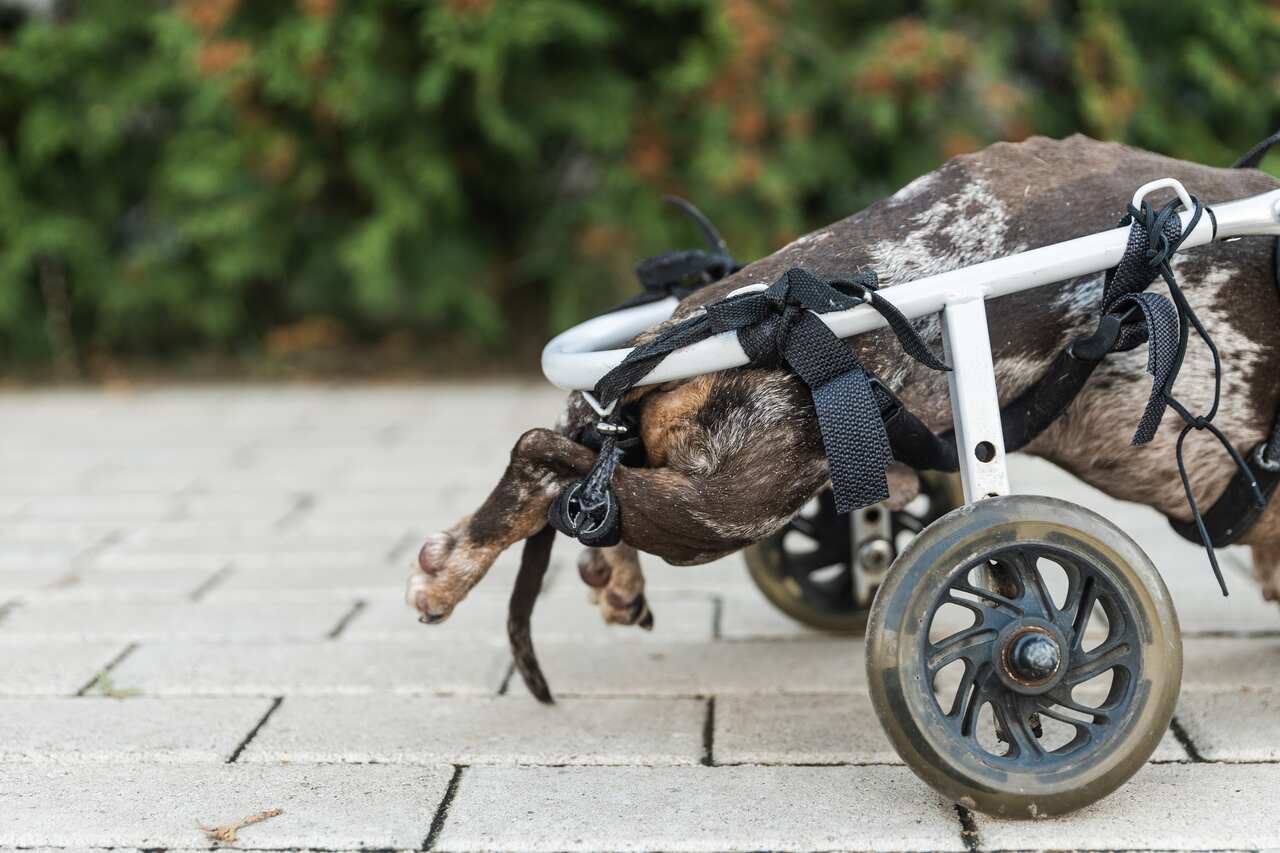 arka ayağı tutmayan bir köpek