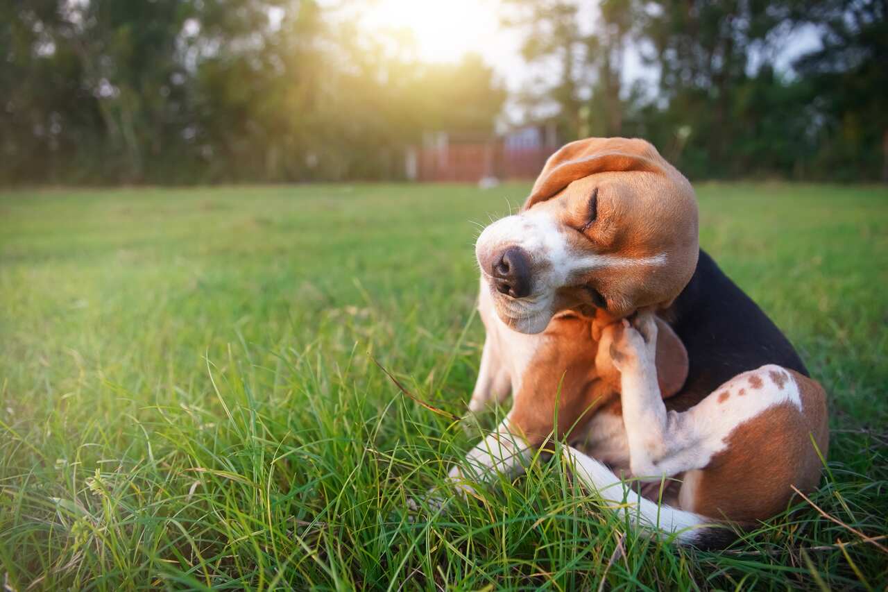 kaşınan bir köpek 