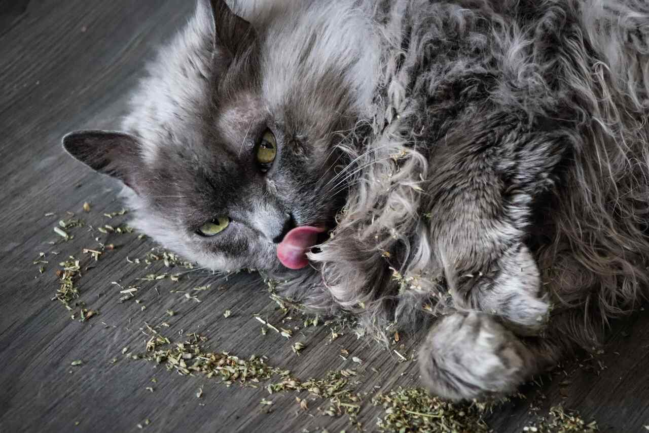 yerde kedi nanesini yalayan bir kedi