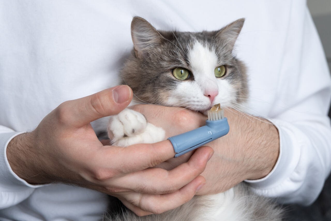 Kedilerde Ağız Kokusu Neden Olur? Ağız Sağlığı için Öneriler