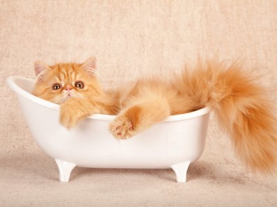 Minik Dostunuzun Banyo Vakti! Kedi Nasıl Yıkanır?